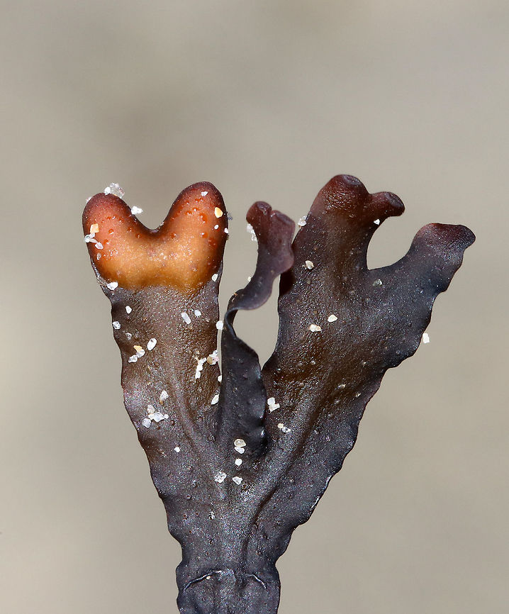 Bladder Wrack - Fucus vesiculosus Habitat: Intertidal zone<br />
<figure class="photo"><a href="https://www.jungledragon.com/image/72661/bladder_wrack_-_fucus_vesiculosus.html" title="Bladder Wrack - Fucus vesiculosus"><img src="https://s3.amazonaws.com/media.jungledragon.com/images/3232/72661_thumb.jpg?AWSAccessKeyId=05GMT0V3GWVNE7GGM1R2&Expires=1770854410&Signature=crf6mBEtF0eXEugDBLtaeeG%2FZ7I%3D" width="200" height="152" alt="Bladder Wrack - Fucus vesiculosus Habitat: Intertidal zone<br />
https://www.jungledragon.com/image/72660/seaweed_-_unknown.html Bladder wrack,Fucus vesiculosus,Geotagged,Summer,United States,fucus,seaweed" /></a></figure> Bladder wrack,Fucus spiralis,Fucus vesiculosus,Geotagged,Spiral wrack,Summer,United States,fucus,seaweed