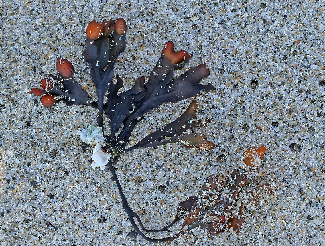 Bladder Wrack - Fucus vesiculosus Habitat: Intertidal zone<br />
<figure class="photo"><a href="https://www.jungledragon.com/image/72660/bladder_wrack_-_fucus_vesiculosus.html" title="Bladder Wrack - Fucus vesiculosus"><img src="https://s3.amazonaws.com/media.jungledragon.com/images/3232/72660_thumb.jpg?AWSAccessKeyId=05GMT0V3GWVNE7GGM1R2&Expires=1767225610&Signature=41Fv0kaGLoff%2F2mS04lAtaZLShg%3D" width="128" height="152" alt="Bladder Wrack - Fucus vesiculosus Habitat: Intertidal zone<br />
https://www.jungledragon.com/image/72661/seaweed_-_unknown.html Bladder wrack,Fucus spiralis,Fucus vesiculosus,Geotagged,Spiral wrack,Summer,United States,fucus,seaweed" /></a></figure> Bladder wrack,Fucus vesiculosus,Geotagged,Summer,United States,fucus,seaweed