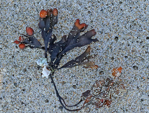 Bladder Wrack - Fucus vesiculosus Habitat: Intertidal zone
https://www.jungledragon.com/image/72660/seaweed_-_unknown.html Bladder wrack,Fucus vesiculosus,Geotagged,Summer,United States,fucus,seaweed