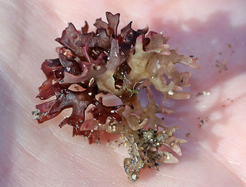 Irish Moss - Chondrus crispus Habitat: lower intertidal zone Geotagged,Irish moss,Summer,United States,carrageen moss,chondrus,crispus,red algae,seaweed