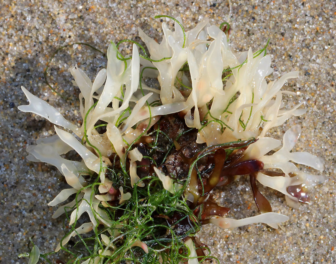 Leaf Weed - Phyllophora pseudoceranoides <br />
These plants have ribless, forking blades. The stalks are flattened and rounded. They are usually red, but this one had been bleached by the sun. It was about 10 cm long.<br />
<br />
Habitat: Washed up in the intertidal zone. Geotagged,Phyllophora pseudoceranoides,Summer,United States,seaweed