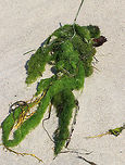 Spongomorpha arcta Filamentous seaweed<br />
<br />
Habitat: washed up on a beach<br />
https://www.jungledragon.com/image/72665/spongomorpha_arcta.html Geotagged,Spongomorpha,Spongomorpha arcta,Summer,United States,filamentous seaweed,seaweed