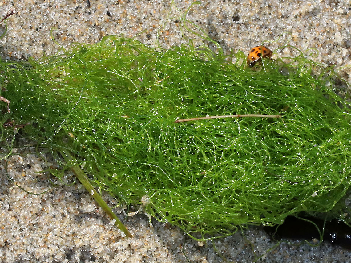 Spongomorpha arcta Filamentous seaweed<br />
<br />
Habitat: washed up on a beach<br />
<figure class="photo"><a href="https://www.jungledragon.com/image/72664/spongomorpha_arcta.html" title="Spongomorpha arcta"><img src="https://s3.amazonaws.com/media.jungledragon.com/images/3232/72664_thumb.jpg?AWSAccessKeyId=05GMT0V3GWVNE7GGM1R2&Expires=1759968010&Signature=ug7yWRWiknyOPvdpenmXj4K3WN0%3D" width="116" height="152" alt="Spongomorpha arcta Filamentous seaweed<br />
<br />
Habitat: washed up on a beach<br />
https://www.jungledragon.com/image/72665/spongomorpha_arcta.html Geotagged,Spongomorpha,Spongomorpha arcta,Summer,United States,filamentous seaweed,seaweed" /></a></figure> Geotagged,Harmonia axyridis,Spongomorpha,Spongomorpha arcta,Summer,United States,seaweed