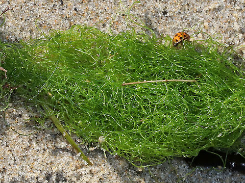 Spongomorpha arcta Filamentous seaweed

Habitat: washed up on a beach
https://www.jungledragon.com/image/72664/spongomorpha_arcta.html Geotagged,Harmonia axyridis,Spongomorpha,Spongomorpha arcta,Summer,United States,seaweed