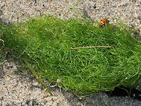 Spongomorpha arcta Filamentous seaweed<br />
<br />
Habitat: washed up on a beach<br />
https://www.jungledragon.com/image/72664/spongomorpha_arcta.html Geotagged,Harmonia axyridis,Spongomorpha,Spongomorpha arcta,Summer,United States,seaweed