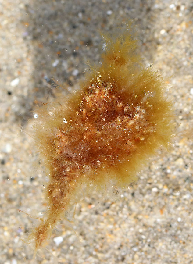 Stringy Acid Kelp - Desmarestia viridis Stinky brown seaweed.  It releases sulfuric acid when damaged, destroying itself and nearby seaweeds in the process.<br />
<br />
Habitat: Intertidal zone<br />
<br />
Photo can be seen in the book &#039;The Science and Superpowers of Seaweed: A Guide for Kids&#039; by  Amanda Swinimer Desmarest's green weed,Desmarestia,Desmarestia viridis,Geotagged,Summer,United States,brown algae,brown seaweed,green acid kelp,sea sorrel,seaweed,soft sour weed,viridis