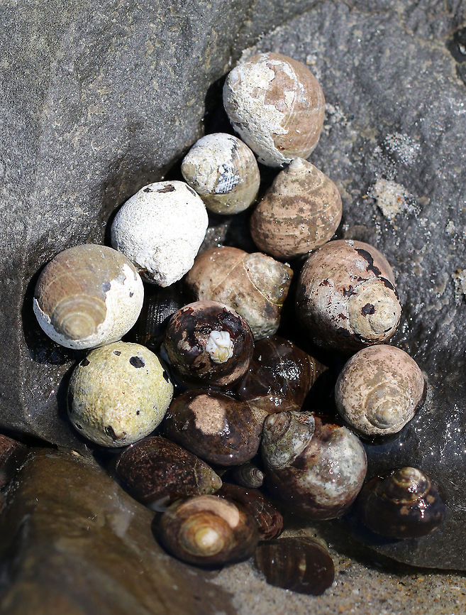 Periwinkle Party - Littorina littorea I always wonder why periwinkles group together like this. Is it safety in numbers? Competition for space on the best rocks? Or, not enough rocks in the intertidal zone, so they are crowded? Things that me me go &#039;hmm&#039;.<br />
<br />
Habitat: Intertidal zone during low tide<br />
 Common periwinkle,Geotagged,Littorina littorea,Summer,United States,littorina,periwinkle,snail