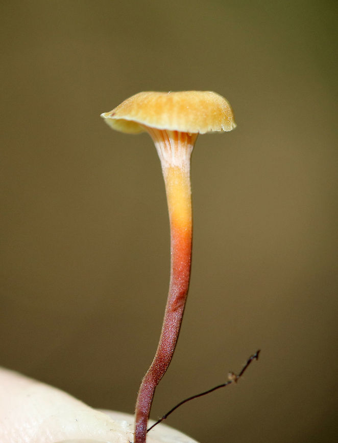 Golden Trumpet - Xeromphalina campanella group Habitat: Growing on rotting coniferous wood<br />
<figure class="photo"><a href="https://www.jungledragon.com/image/72696/golden_trumpet_-_xeromphalina_campanella_group.html" title="Golden Trumpet - Xeromphalina campanella group"><img src="https://s3.amazonaws.com/media.jungledragon.com/images/3232/72696_thumb.jpg?AWSAccessKeyId=05GMT0V3GWVNE7GGM1R2&Expires=1767225610&Signature=mvtg9X0QDnz%2FumehscFJXAlHB%2B8%3D" width="200" height="144" alt="Golden Trumpet - Xeromphalina campanella group Habitat: Growing on rotting coniferous wood<br />
https://www.jungledragon.com/image/72697/golden_trumpet_-_xeromphalina_campanella_group.html<br />
https://www.jungledragon.com/image/72695/golden_trumpet_-_xeromphalina_campanella_group.html Geotagged,Golden trumpet,Summer,United States,Xeromphalina campanella" /></a></figure><br />
<figure class="photo"><a href="https://www.jungledragon.com/image/72697/golden_trumpet_-_xeromphalina_campanella_group.html" title="Golden Trumpet - Xeromphalina campanella group"><img src="https://s3.amazonaws.com/media.jungledragon.com/images/3232/72697_thumb.jpg?AWSAccessKeyId=05GMT0V3GWVNE7GGM1R2&Expires=1767225610&Signature=q4FNegkLuuGFZCtjRhmV2zeETtU%3D" width="200" height="148" alt="Golden Trumpet - Xeromphalina campanella group Habitat: Growing on rotting coniferous wood<br />
https://www.jungledragon.com/image/72695/golden_trumpet_-_xeromphalina_campanella_group.html<br />
https://www.jungledragon.com/image/72696/golden_trumpet_-_xeromphalina_campanella_group.html Geotagged,Golden trumpet,Summer,United States,Xeromphalina campanella" /></a></figure> Geotagged,Golden trumpet,Summer,United States,Xeromphalina,Xeromphalina campanella,mushroom