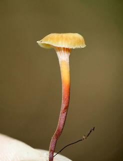 Golden Trumpet - Xeromphalina campanella group Habitat: Growing on rotting coniferous wood
https://www.jungledragon.com/image/72696/golden_trumpet_-_xeromphalina_campanella_group.html
https://www.jungledragon.com/image/72697/golden_trumpet_-_xeromphalina_campanella_group.html Geotagged,Golden trumpet,Summer,United States,Xeromphalina,Xeromphalina campanella,mushroom