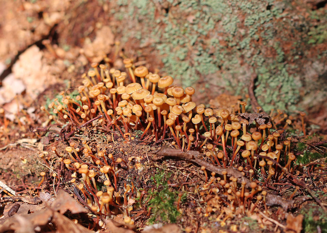 Golden Trumpet - Xeromphalina campanella group Habitat: Growing on rotting coniferous wood<br />
<figure class="photo"><a href="https://www.jungledragon.com/image/72697/golden_trumpet_-_xeromphalina_campanella_group.html" title="Golden Trumpet - Xeromphalina campanella group"><img src="https://s3.amazonaws.com/media.jungledragon.com/images/3232/72697_thumb.jpg?AWSAccessKeyId=05GMT0V3GWVNE7GGM1R2&Expires=1759968010&Signature=09wd0ctTL9%2BWvVdQXefLBTX3ZTE%3D" width="200" height="148" alt="Golden Trumpet - Xeromphalina campanella group Habitat: Growing on rotting coniferous wood<br />
https://www.jungledragon.com/image/72695/golden_trumpet_-_xeromphalina_campanella_group.html<br />
https://www.jungledragon.com/image/72696/golden_trumpet_-_xeromphalina_campanella_group.html Geotagged,Golden trumpet,Summer,United States,Xeromphalina campanella" /></a></figure><br />
<figure class="photo"><a href="https://www.jungledragon.com/image/72695/golden_trumpet_-_xeromphalina_campanella_group.html" title="Golden Trumpet - Xeromphalina campanella group"><img src="https://s3.amazonaws.com/media.jungledragon.com/images/3232/72695_thumb.jpg?AWSAccessKeyId=05GMT0V3GWVNE7GGM1R2&Expires=1759968010&Signature=ydOtH7tVbDHO8LbbN5ovpFUqmDY%3D" width="118" height="152" alt="Golden Trumpet - Xeromphalina campanella group Habitat: Growing on rotting coniferous wood<br />
https://www.jungledragon.com/image/72696/golden_trumpet_-_xeromphalina_campanella_group.html<br />
https://www.jungledragon.com/image/72697/golden_trumpet_-_xeromphalina_campanella_group.html Geotagged,Golden trumpet,Summer,United States,Xeromphalina,Xeromphalina campanella,mushroom" /></a></figure> Geotagged,Golden trumpet,Summer,United States,Xeromphalina campanella
