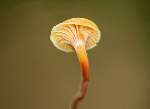 Golden Trumpet - Xeromphalina campanella group Habitat: Growing on rotting coniferous wood
https://www.jungledragon.com/image/72695/golden_trumpet_-_xeromphalina_campanella_group.html
https://www.jungledragon.com/image/72696/golden_trumpet_-_xeromphalina_campanella_group.html Geotagged,Golden trumpet,Summer,United States,Xeromphalina campanella