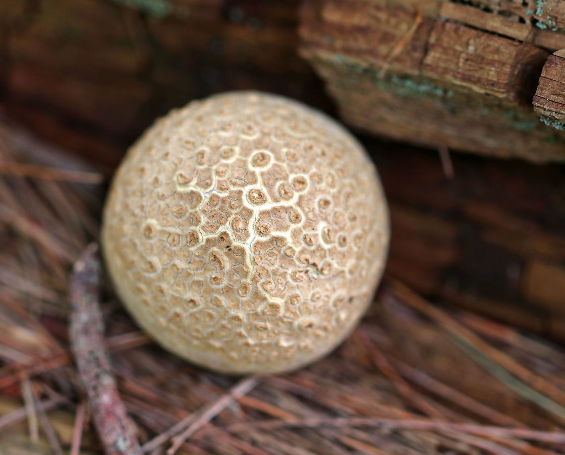 Pigskin Poison Puffball - Scleroderma citrinum <br />
Scaly, hard, tan-brown puffball. Inside, the spore mass was black.<br />
<br />
Habitat: Growing on rotting wood in a mostly coniferous forest. Common Earthball,Geotagged,Scleroderma citrinum,Summer,United States,pigskin poison puffball,puffball