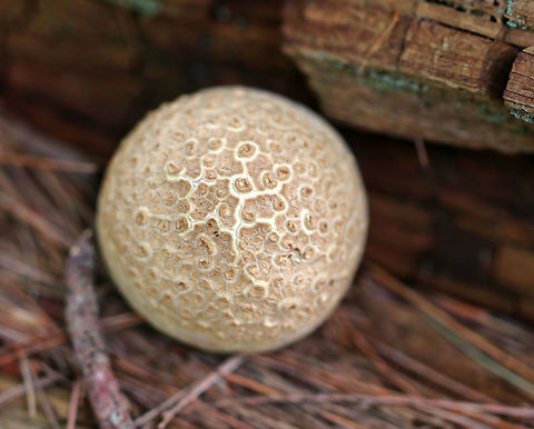 Pigskin Poison Puffball - Scleroderma citrinum 
Scaly, hard, tan-brown puffball. Inside, the spore mass was black.

Habitat: Growing on rotting wood in a mostly coniferous forest. Common Earthball,Geotagged,Scleroderma citrinum,Summer,United States,pigskin poison puffball,puffball