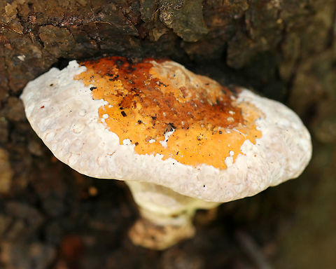 Red Banded Polypore - Fomitopsis mounceae Habitat: Growing on a conifer Fomitopsis mounceae,Fomitopsis pini-canadensis,Fomitopsis pinicola,Geotagged,Red Banded Polypore,Red-belted Polypore,Summer,United States,fomitopsis,polypore