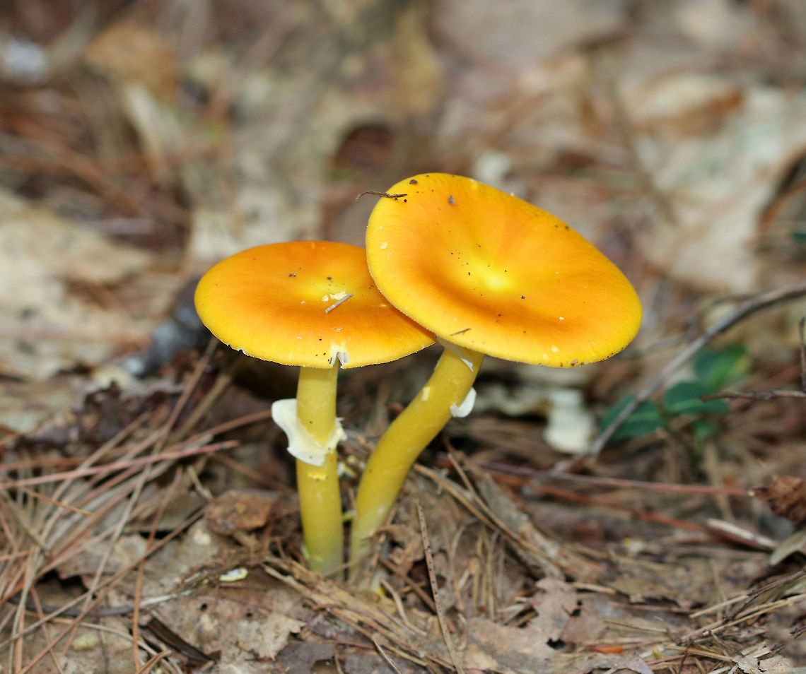 Yellow-dust Amanita - Amanita flavoconia Habitat: Growing on the ground in a mixed, but mostly coniferous forest. Amanita flavoconia,Geotagged,Summer,United States,Yellow-dust Amanita,amanita,mushrooms