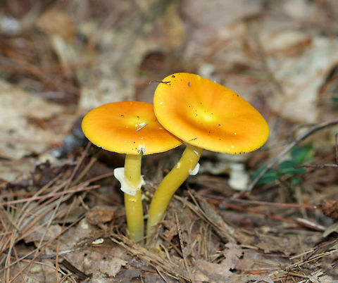 Yellow-dust Amanita - Amanita flavoconia Habitat: Growing on the ground in a mixed, but mostly coniferous forest. Amanita flavoconia,Geotagged,Summer,United States,Yellow-dust Amanita,amanita,mushrooms