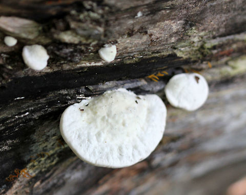 Lumpy Bracket - Trametes gibbosa Habitat: Swampy, mixed forest Geotagged,Lumpy bracket,Summer,Trametes gibbosa,United States,trametes