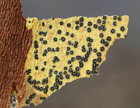 American Sycamore Tree Bark - Platanus occidentalis I went hiking today in search of sycamores because I was hoping to find some lace bugs under the bark. I found this huge sycamore tree that had fallen across a river. It appeared to have fallen months ago, and so I started picking off little chunks of bark as I balanced on the creaking ice. I didn't find any lace bugs, but I did notice this cool pattern that was on the underneath part of one section of bark. I'm assuming it's normal, but am not sure. the underside was yellow and looked like it had tiny flowers all over it. I have no clue what those little black "flowers" actually are...


These trees are massive and have very distinctive bark, which flakes off in irregular chunks, leaving the surface mottled. The bark flakes off because it is very rigid and lacks the elasticity that the bark of other trees have. So, it is incapable of stretching to accommodate the growth of the wood underneath and sloughs off the tree instead.

Habitat: Near a river in a deciduous forest.
 American sycamore,Geotagged,Platanus occidentalis,United States,Winter,bark,sycamore,tree