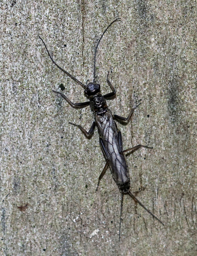 Winter Stonefly  - Family Capniidae A small stonefly that was about 10 mm long. It was blackish/dark brown and had reduced wing venation. It had long cerci on the end of its abdomen.<br />
<br />
Adults emerge in winter and early spring. <br />
<br />
Habitat: I spotted dozens of them today near a river in a deciduous forest. Capniidae,Geotagged,United States,Winter,stonefly,winter stonefly
