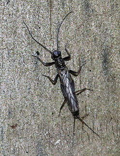 Winter Stonefly  - Family Capniidae A small stonefly that was about 10 mm long. It was blackish/dark brown and had reduced wing venation. It had long cerci on the end of its abdomen.

Adults emerge in winter and early spring. 

Habitat: I spotted dozens of them today near a river in a deciduous forest. Capniidae,Geotagged,United States,Winter,stonefly,winter stonefly