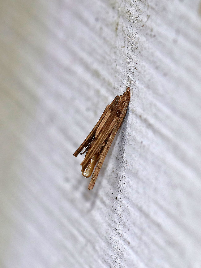 Common Bagworm Moth Case - Psyche casta The cases of this species are commonly found on buildings. It was about 10 mm long and was made of longitudinally arranged bits of plant parts.<br />
<br />
Bagworms are not really worms, but are caterpillars - they are the immature stage of a moth. They&#039;re called &quot;bagworms&quot; because they construct bags/cases that are covered with pieces of twigs and/or leaves. The caterpillars feed by sticking their heads out of the top of the bag and chewing on nearby leaves or lichens. They live in these bags until they pupate (also inside the bag). Males emerge a little earlier than females, leaving their bag and flying off in search of a mate. Females emerge eyeless, wingless, and legless! So, she remains in her bag, but emits a pheromone to alert males of her presence. Males locate the females and mate. Once mated, a female lays eggs and dies, leaving a bag full of eggs that will hatch the following spring. <br />
<br />
Habitat: Attached to the side of an old shack in a mixed forest. You can see the pupal skin sticking out of the end a bit. Bagworm Case,Common Bagworm Moth,Common Bagworm Moth case,Geotagged,Psyche,Psyche casta,Psychidae,United States,Winter,bagworm