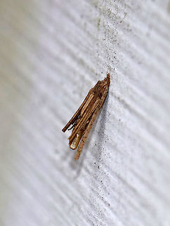 Common Bagworm Moth Case - Psyche casta The cases of this species are commonly found on buildings. It was about 10 mm long and was made of longitudinally arranged bits of plant parts.

Bagworms are not really worms, but are caterpillars - they are the immature stage of a moth. They're called "bagworms" because they construct bags/cases that are covered with pieces of twigs and/or leaves. The caterpillars feed by sticking their heads out of the top of the bag and chewing on nearby leaves or lichens. They live in these bags until they pupate (also inside the bag). Males emerge a little earlier than females, leaving their bag and flying off in search of a mate. Females emerge eyeless, wingless, and legless! So, she remains in her bag, but emits a pheromone to alert males of her presence. Males locate the females and mate. Once mated, a female lays eggs and dies, leaving a bag full of eggs that will hatch the following spring. 

Habitat: Attached to the side of an old shack in a mixed forest. You can see the pupal skin sticking out of the end a bit. Bagworm Case,Common Bagworm Moth,Common Bagworm Moth case,Geotagged,Psyche,Psyche casta,Psychidae,United States,Winter,bagworm