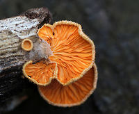 Orange Oyster - Phyllotopsis nidulans Past their prime, but still vibrant!<br />
<br />
Caps were mostly fan-shaped, pale orange, very fuzzy, and had inrolled margins. The gills were close, orange, and had frequent short gills. It didn't have a stem, but did have a poorly defined base. Odor: similar to rotting garbage. Fruiting bodies were 2-6 cm wide.<br />
<br />
Habitat: Growing on rotting wood in a mostly deciduous forest.<br />
https://www.jungledragon.com/image/72715/orange_oyster_-_phyllotopsis_nidulans.html<br />
https://www.jungledragon.com/image/72714/orange_oyster_-_phyllotopsis_nidulans.html<br />
https://www.jungledragon.com/image/72713/orange_oyster_-_phyllotopsis_nidulans.html<br />
https://www.jungledragon.com/image/72712/orange_oyster_-_phyllotopsis_nidulans.html Geotagged,Orange oyster,Phyllotopsis nidulans,United States,Winter,mushroom,orange,oyster