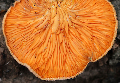Orange Oyster - Phyllotopsis nidulans Past their prime, but still vibrant!

Caps were mostly fan-shaped, pale orange, very fuzzy, and had inrolled margins. The gills were close, orange, and had frequent short gills. It didn't have a stem, but did have a poorly defined base. Odor: similar to rotting garbage. Fruiting bodies were 2-6 cm wide.

Habitat: Growing on rotting wood in a mostly deciduous forest.
https://www.jungledragon.com/image/72711/orange_oyster_-_phyllotopsis_nidulans.html
https://www.jungledragon.com/image/72715/orange_oyster_-_phyllotopsis_nidulans.html
https://www.jungledragon.com/image/72714/orange_oyster_-_phyllotopsis_nidulans.html
https://www.jungledragon.com/image/72713/orange_oyster_-_phyllotopsis_nidulans.html Geotagged,Orange oyster,Phyllotopsis nidulans,United States,Winter,mushroom,orange,oyster
