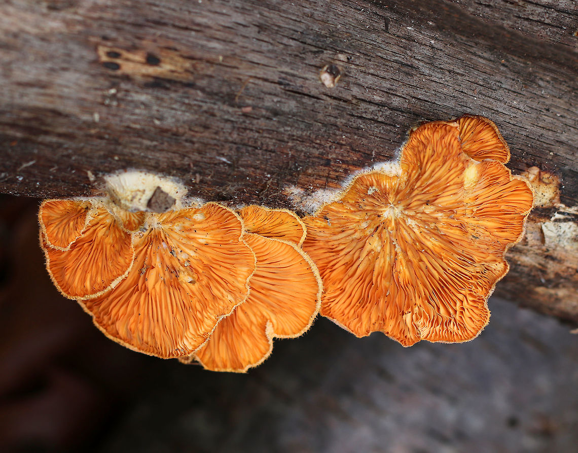 Orange Oyster - Phyllotopsis nidulans Past their prime, but still vibrant!<br />
<br />
Caps were mostly fan-shaped, pale orange, very fuzzy, and had inrolled margins. The gills were close, orange, and had frequent short gills. It didn&#039;t have a stem, but did have a poorly defined base. Odor: similar to rotting garbage. Fruiting bodies were 2-6 cm wide.<br />
<br />
Habitat: Growing on rotting wood in a mostly deciduous forest.<br />
<figure class="photo"><a href="https://www.jungledragon.com/image/72711/orange_oyster_-_phyllotopsis_nidulans.html" title="Orange Oyster - Phyllotopsis nidulans"><img src="https://s3.amazonaws.com/media.jungledragon.com/images/3232/72711_thumb.jpg?AWSAccessKeyId=05GMT0V3GWVNE7GGM1R2&Expires=1759968010&Signature=%2FKNgcphrl%2Fbizu1pgBJ2Tty%2BIqw%3D" width="200" height="164" alt="Orange Oyster - Phyllotopsis nidulans Past their prime, but still vibrant!<br />
<br />
Caps were mostly fan-shaped, pale orange, very fuzzy, and had inrolled margins. The gills were close, orange, and had frequent short gills. It didn&#039;t have a stem, but did have a poorly defined base. Odor: similar to rotting garbage. Fruiting bodies were 2-6 cm wide.<br />
<br />
Habitat: Growing on rotting wood in a mostly deciduous forest.<br />
https://www.jungledragon.com/image/72715/orange_oyster_-_phyllotopsis_nidulans.html<br />
https://www.jungledragon.com/image/72714/orange_oyster_-_phyllotopsis_nidulans.html<br />
https://www.jungledragon.com/image/72713/orange_oyster_-_phyllotopsis_nidulans.html<br />
https://www.jungledragon.com/image/72712/orange_oyster_-_phyllotopsis_nidulans.html Geotagged,Orange oyster,Phyllotopsis nidulans,United States,Winter,mushroom,orange,oyster" /></a></figure><br />
<figure class="photo"><a href="https://www.jungledragon.com/image/72715/orange_oyster_-_phyllotopsis_nidulans.html" title="Orange Oyster - Phyllotopsis nidulans"><img src="https://s3.amazonaws.com/media.jungledragon.com/images/3232/72715_thumb.jpg?AWSAccessKeyId=05GMT0V3GWVNE7GGM1R2&Expires=1759968010&Signature=XswPK%2FpfqJBCYJOeVqPLQ6e4ZaU%3D" width="200" height="148" alt="Orange Oyster - Phyllotopsis nidulans Past their prime, but still vibrant!<br />
<br />
Caps were mostly fan-shaped, pale orange, very fuzzy, and had inrolled margins. The gills were close, orange, and had frequent short gills. It didn&#039;t have a stem, but did have a poorly defined base. Odor: similar to rotting garbage. Fruiting bodies were 2-6 cm wide.<br />
<br />
Habitat: Growing on rotting wood in a mostly deciduous forest.<br />
https://www.jungledragon.com/image/72711/orange_oyster_-_phyllotopsis_nidulans.html<br />
https://www.jungledragon.com/image/72714/orange_oyster_-_phyllotopsis_nidulans.html<br />
https://www.jungledragon.com/image/72713/orange_oyster_-_phyllotopsis_nidulans.html<br />
https://www.jungledragon.com/image/72712/orange_oyster_-_phyllotopsis_nidulans.html Geotagged,Orange oyster,Phyllotopsis nidulans,United States,Winter,mushroom,orange,oyster" /></a></figure><br />
<figure class="photo"><a href="https://www.jungledragon.com/image/72714/orange_oyster_-_phyllotopsis_nidulans.html" title="Orange Oyster - Phyllotopsis nidulans"><img src="https://s3.amazonaws.com/media.jungledragon.com/images/3232/72714_thumb.jpg?AWSAccessKeyId=05GMT0V3GWVNE7GGM1R2&Expires=1759968010&Signature=E3BXV1ibFu67e7kfFb9yGh0YQpw%3D" width="200" height="150" alt="Orange Oyster - Phyllotopsis nidulans Past their prime, but still vibrant!<br />
<br />
Caps were mostly fan-shaped, pale orange, very fuzzy, and had inrolled margins. The gills were close, orange, and had frequent short gills. It didn&#039;t have a stem, but did have a poorly defined base. Odor: similar to rotting garbage. Fruiting bodies were 2-6 cm wide.<br />
<br />
Habitat: Growing on rotting wood in a mostly deciduous forest.<br />
https://www.jungledragon.com/image/72711/orange_oyster_-_phyllotopsis_nidulans.html<br />
https://www.jungledragon.com/image/72715/orange_oyster_-_phyllotopsis_nidulans.html<br />
https://www.jungledragon.com/image/72713/orange_oyster_-_phyllotopsis_nidulans.html<br />
https://www.jungledragon.com/image/72712/orange_oyster_-_phyllotopsis_nidulans.html Geotagged,Orange oyster,Phyllotopsis nidulans,United States,Winter" /></a></figure><br />
<figure class="photo"><a href="https://www.jungledragon.com/image/72712/orange_oyster_-_phyllotopsis_nidulans.html" title="Orange Oyster - Phyllotopsis nidulans"><img src="https://s3.amazonaws.com/media.jungledragon.com/images/3232/72712_thumb.jpg?AWSAccessKeyId=05GMT0V3GWVNE7GGM1R2&Expires=1759968010&Signature=vN%2BapZF58KEGU4qPhysFg4%2BOA9A%3D" width="200" height="140" alt="Orange Oyster - Phyllotopsis nidulans Past their prime, but still vibrant!<br />
<br />
Caps were mostly fan-shaped, pale orange, very fuzzy, and had inrolled margins. The gills were close, orange, and had frequent short gills. It didn&#039;t have a stem, but did have a poorly defined base. Odor: similar to rotting garbage. Fruiting bodies were 2-6 cm wide.<br />
<br />
Habitat: Growing on rotting wood in a mostly deciduous forest.<br />
https://www.jungledragon.com/image/72711/orange_oyster_-_phyllotopsis_nidulans.html<br />
https://www.jungledragon.com/image/72715/orange_oyster_-_phyllotopsis_nidulans.html<br />
https://www.jungledragon.com/image/72714/orange_oyster_-_phyllotopsis_nidulans.html<br />
https://www.jungledragon.com/image/72713/orange_oyster_-_phyllotopsis_nidulans.html Geotagged,Orange oyster,Phyllotopsis nidulans,United States,Winter,mushroom,orange,oyster" /></a></figure> Geotagged,Orange oyster,Phyllotopsis nidulans,United States,Winter,mushroom,orange,oyster