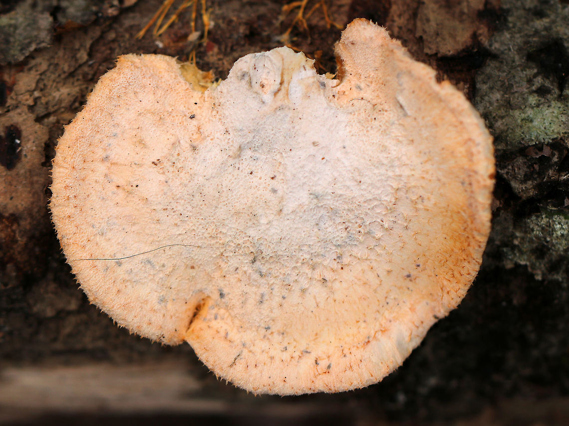 Orange Oyster - Phyllotopsis nidulans Past their prime, but still vibrant!<br />
<br />
Caps were mostly fan-shaped, pale orange, very fuzzy, and had inrolled margins. The gills were close, orange, and had frequent short gills. It didn&#039;t have a stem, but did have a poorly defined base. Odor: similar to rotting garbage. Fruiting bodies were 2-6 cm wide.<br />
<br />
Habitat: Growing on rotting wood in a mostly deciduous forest.<br />
<figure class="photo"><a href="https://www.jungledragon.com/image/72711/orange_oyster_-_phyllotopsis_nidulans.html" title="Orange Oyster - Phyllotopsis nidulans"><img src="https://s3.amazonaws.com/media.jungledragon.com/images/3232/72711_thumb.jpg?AWSAccessKeyId=05GMT0V3GWVNE7GGM1R2&Expires=1767225610&Signature=PUVpeo5UqlFMq1RBI6x4p4V0z50%3D" width="200" height="164" alt="Orange Oyster - Phyllotopsis nidulans Past their prime, but still vibrant!<br />
<br />
Caps were mostly fan-shaped, pale orange, very fuzzy, and had inrolled margins. The gills were close, orange, and had frequent short gills. It didn&#039;t have a stem, but did have a poorly defined base. Odor: similar to rotting garbage. Fruiting bodies were 2-6 cm wide.<br />
<br />
Habitat: Growing on rotting wood in a mostly deciduous forest.<br />
https://www.jungledragon.com/image/72715/orange_oyster_-_phyllotopsis_nidulans.html<br />
https://www.jungledragon.com/image/72714/orange_oyster_-_phyllotopsis_nidulans.html<br />
https://www.jungledragon.com/image/72713/orange_oyster_-_phyllotopsis_nidulans.html<br />
https://www.jungledragon.com/image/72712/orange_oyster_-_phyllotopsis_nidulans.html Geotagged,Orange oyster,Phyllotopsis nidulans,United States,Winter,mushroom,orange,oyster" /></a></figure><br />
<figure class="photo"><a href="https://www.jungledragon.com/image/72715/orange_oyster_-_phyllotopsis_nidulans.html" title="Orange Oyster - Phyllotopsis nidulans"><img src="https://s3.amazonaws.com/media.jungledragon.com/images/3232/72715_thumb.jpg?AWSAccessKeyId=05GMT0V3GWVNE7GGM1R2&Expires=1767225610&Signature=VqIoaaIb17LqQdWO4IeHnKxjCIg%3D" width="200" height="148" alt="Orange Oyster - Phyllotopsis nidulans Past their prime, but still vibrant!<br />
<br />
Caps were mostly fan-shaped, pale orange, very fuzzy, and had inrolled margins. The gills were close, orange, and had frequent short gills. It didn&#039;t have a stem, but did have a poorly defined base. Odor: similar to rotting garbage. Fruiting bodies were 2-6 cm wide.<br />
<br />
Habitat: Growing on rotting wood in a mostly deciduous forest.<br />
https://www.jungledragon.com/image/72711/orange_oyster_-_phyllotopsis_nidulans.html<br />
https://www.jungledragon.com/image/72714/orange_oyster_-_phyllotopsis_nidulans.html<br />
https://www.jungledragon.com/image/72713/orange_oyster_-_phyllotopsis_nidulans.html<br />
https://www.jungledragon.com/image/72712/orange_oyster_-_phyllotopsis_nidulans.html Geotagged,Orange oyster,Phyllotopsis nidulans,United States,Winter,mushroom,orange,oyster" /></a></figure><br />
<figure class="photo"><a href="https://www.jungledragon.com/image/72713/orange_oyster_-_phyllotopsis_nidulans.html" title="Orange Oyster - Phyllotopsis nidulans"><img src="https://s3.amazonaws.com/media.jungledragon.com/images/3232/72713_thumb.jpg?AWSAccessKeyId=05GMT0V3GWVNE7GGM1R2&Expires=1767225610&Signature=E3Qt201tgpWJ9byDnYoGRc95qSQ%3D" width="200" height="158" alt="Orange Oyster - Phyllotopsis nidulans Past their prime, but still vibrant!<br />
<br />
Caps were mostly fan-shaped, pale orange, very fuzzy, and had inrolled margins. The gills were close, orange, and had frequent short gills. It didn&#039;t have a stem, but did have a poorly defined base. Odor: similar to rotting garbage. Fruiting bodies were 2-6 cm wide.<br />
<br />
Habitat: Growing on rotting wood in a mostly deciduous forest.<br />
https://www.jungledragon.com/image/72711/orange_oyster_-_phyllotopsis_nidulans.html<br />
https://www.jungledragon.com/image/72715/orange_oyster_-_phyllotopsis_nidulans.html<br />
https://www.jungledragon.com/image/72714/orange_oyster_-_phyllotopsis_nidulans.html<br />
https://www.jungledragon.com/image/72712/orange_oyster_-_phyllotopsis_nidulans.html Geotagged,Orange oyster,Phyllotopsis nidulans,United States,Winter,mushroom,orange,oyster" /></a></figure><br />
<figure class="photo"><a href="https://www.jungledragon.com/image/72712/orange_oyster_-_phyllotopsis_nidulans.html" title="Orange Oyster - Phyllotopsis nidulans"><img src="https://s3.amazonaws.com/media.jungledragon.com/images/3232/72712_thumb.jpg?AWSAccessKeyId=05GMT0V3GWVNE7GGM1R2&Expires=1767225610&Signature=hbX4AHZq78mwvV3o5tX9oluAwV8%3D" width="200" height="140" alt="Orange Oyster - Phyllotopsis nidulans Past their prime, but still vibrant!<br />
<br />
Caps were mostly fan-shaped, pale orange, very fuzzy, and had inrolled margins. The gills were close, orange, and had frequent short gills. It didn&#039;t have a stem, but did have a poorly defined base. Odor: similar to rotting garbage. Fruiting bodies were 2-6 cm wide.<br />
<br />
Habitat: Growing on rotting wood in a mostly deciduous forest.<br />
https://www.jungledragon.com/image/72711/orange_oyster_-_phyllotopsis_nidulans.html<br />
https://www.jungledragon.com/image/72715/orange_oyster_-_phyllotopsis_nidulans.html<br />
https://www.jungledragon.com/image/72714/orange_oyster_-_phyllotopsis_nidulans.html<br />
https://www.jungledragon.com/image/72713/orange_oyster_-_phyllotopsis_nidulans.html Geotagged,Orange oyster,Phyllotopsis nidulans,United States,Winter,mushroom,orange,oyster" /></a></figure> Geotagged,Orange oyster,Phyllotopsis nidulans,United States,Winter