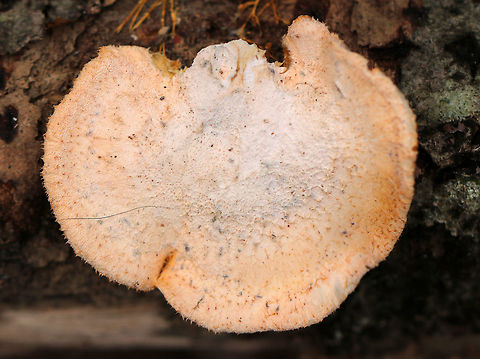 Orange Oyster - Phyllotopsis nidulans Past their prime, but still vibrant!

Caps were mostly fan-shaped, pale orange, very fuzzy, and had inrolled margins. The gills were close, orange, and had frequent short gills. It didn't have a stem, but did have a poorly defined base. Odor: similar to rotting garbage. Fruiting bodies were 2-6 cm wide.

Habitat: Growing on rotting wood in a mostly deciduous forest.
https://www.jungledragon.com/image/72711/orange_oyster_-_phyllotopsis_nidulans.html
https://www.jungledragon.com/image/72715/orange_oyster_-_phyllotopsis_nidulans.html
https://www.jungledragon.com/image/72713/orange_oyster_-_phyllotopsis_nidulans.html
https://www.jungledragon.com/image/72712/orange_oyster_-_phyllotopsis_nidulans.html Geotagged,Orange oyster,Phyllotopsis nidulans,United States,Winter