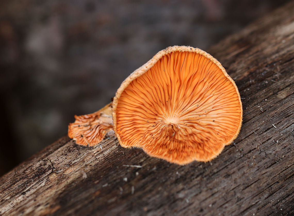 Orange Oyster - Phyllotopsis nidulans Past their prime, but still vibrant!<br />
<br />
Caps were mostly fan-shaped, pale orange, very fuzzy, and had inrolled margins. The gills were close, orange, and had frequent short gills. It didn&#039;t have a stem, but did have a poorly defined base. Odor: similar to rotting garbage. Fruiting bodies were 2-6 cm wide.<br />
<br />
Habitat: Growing on rotting wood in a mostly deciduous forest.<br />
<figure class="photo"><a href="https://www.jungledragon.com/image/72711/orange_oyster_-_phyllotopsis_nidulans.html" title="Orange Oyster - Phyllotopsis nidulans"><img src="https://s3.amazonaws.com/media.jungledragon.com/images/3232/72711_thumb.jpg?AWSAccessKeyId=05GMT0V3GWVNE7GGM1R2&Expires=1767225610&Signature=PUVpeo5UqlFMq1RBI6x4p4V0z50%3D" width="200" height="164" alt="Orange Oyster - Phyllotopsis nidulans Past their prime, but still vibrant!<br />
<br />
Caps were mostly fan-shaped, pale orange, very fuzzy, and had inrolled margins. The gills were close, orange, and had frequent short gills. It didn&#039;t have a stem, but did have a poorly defined base. Odor: similar to rotting garbage. Fruiting bodies were 2-6 cm wide.<br />
<br />
Habitat: Growing on rotting wood in a mostly deciduous forest.<br />
https://www.jungledragon.com/image/72715/orange_oyster_-_phyllotopsis_nidulans.html<br />
https://www.jungledragon.com/image/72714/orange_oyster_-_phyllotopsis_nidulans.html<br />
https://www.jungledragon.com/image/72713/orange_oyster_-_phyllotopsis_nidulans.html<br />
https://www.jungledragon.com/image/72712/orange_oyster_-_phyllotopsis_nidulans.html Geotagged,Orange oyster,Phyllotopsis nidulans,United States,Winter,mushroom,orange,oyster" /></a></figure><br />
<figure class="photo"><a href="https://www.jungledragon.com/image/72714/orange_oyster_-_phyllotopsis_nidulans.html" title="Orange Oyster - Phyllotopsis nidulans"><img src="https://s3.amazonaws.com/media.jungledragon.com/images/3232/72714_thumb.jpg?AWSAccessKeyId=05GMT0V3GWVNE7GGM1R2&Expires=1767225610&Signature=ZS1QGACUYa234hWIUbs3TONY%2Fds%3D" width="200" height="150" alt="Orange Oyster - Phyllotopsis nidulans Past their prime, but still vibrant!<br />
<br />
Caps were mostly fan-shaped, pale orange, very fuzzy, and had inrolled margins. The gills were close, orange, and had frequent short gills. It didn&#039;t have a stem, but did have a poorly defined base. Odor: similar to rotting garbage. Fruiting bodies were 2-6 cm wide.<br />
<br />
Habitat: Growing on rotting wood in a mostly deciduous forest.<br />
https://www.jungledragon.com/image/72711/orange_oyster_-_phyllotopsis_nidulans.html<br />
https://www.jungledragon.com/image/72715/orange_oyster_-_phyllotopsis_nidulans.html<br />
https://www.jungledragon.com/image/72713/orange_oyster_-_phyllotopsis_nidulans.html<br />
https://www.jungledragon.com/image/72712/orange_oyster_-_phyllotopsis_nidulans.html Geotagged,Orange oyster,Phyllotopsis nidulans,United States,Winter" /></a></figure><br />
<figure class="photo"><a href="https://www.jungledragon.com/image/72713/orange_oyster_-_phyllotopsis_nidulans.html" title="Orange Oyster - Phyllotopsis nidulans"><img src="https://s3.amazonaws.com/media.jungledragon.com/images/3232/72713_thumb.jpg?AWSAccessKeyId=05GMT0V3GWVNE7GGM1R2&Expires=1767225610&Signature=E3Qt201tgpWJ9byDnYoGRc95qSQ%3D" width="200" height="158" alt="Orange Oyster - Phyllotopsis nidulans Past their prime, but still vibrant!<br />
<br />
Caps were mostly fan-shaped, pale orange, very fuzzy, and had inrolled margins. The gills were close, orange, and had frequent short gills. It didn&#039;t have a stem, but did have a poorly defined base. Odor: similar to rotting garbage. Fruiting bodies were 2-6 cm wide.<br />
<br />
Habitat: Growing on rotting wood in a mostly deciduous forest.<br />
https://www.jungledragon.com/image/72711/orange_oyster_-_phyllotopsis_nidulans.html<br />
https://www.jungledragon.com/image/72715/orange_oyster_-_phyllotopsis_nidulans.html<br />
https://www.jungledragon.com/image/72714/orange_oyster_-_phyllotopsis_nidulans.html<br />
https://www.jungledragon.com/image/72712/orange_oyster_-_phyllotopsis_nidulans.html Geotagged,Orange oyster,Phyllotopsis nidulans,United States,Winter,mushroom,orange,oyster" /></a></figure><br />
<figure class="photo"><a href="https://www.jungledragon.com/image/72712/orange_oyster_-_phyllotopsis_nidulans.html" title="Orange Oyster - Phyllotopsis nidulans"><img src="https://s3.amazonaws.com/media.jungledragon.com/images/3232/72712_thumb.jpg?AWSAccessKeyId=05GMT0V3GWVNE7GGM1R2&Expires=1767225610&Signature=hbX4AHZq78mwvV3o5tX9oluAwV8%3D" width="200" height="140" alt="Orange Oyster - Phyllotopsis nidulans Past their prime, but still vibrant!<br />
<br />
Caps were mostly fan-shaped, pale orange, very fuzzy, and had inrolled margins. The gills were close, orange, and had frequent short gills. It didn&#039;t have a stem, but did have a poorly defined base. Odor: similar to rotting garbage. Fruiting bodies were 2-6 cm wide.<br />
<br />
Habitat: Growing on rotting wood in a mostly deciduous forest.<br />
https://www.jungledragon.com/image/72711/orange_oyster_-_phyllotopsis_nidulans.html<br />
https://www.jungledragon.com/image/72715/orange_oyster_-_phyllotopsis_nidulans.html<br />
https://www.jungledragon.com/image/72714/orange_oyster_-_phyllotopsis_nidulans.html<br />
https://www.jungledragon.com/image/72713/orange_oyster_-_phyllotopsis_nidulans.html Geotagged,Orange oyster,Phyllotopsis nidulans,United States,Winter,mushroom,orange,oyster" /></a></figure> Geotagged,Orange oyster,Phyllotopsis nidulans,United States,Winter,mushroom,orange,oyster