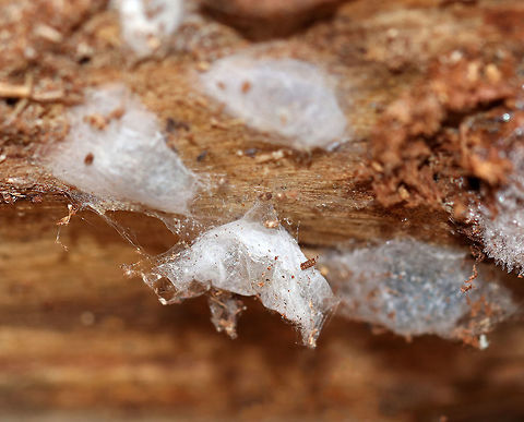 Dimorphic Jumpers (Maevia inclemens) Overwintering in Sacs I found a bunch of little silk sacs dangling from rotting wood. I didn't know what they were, and I'm sorry to say that I poked (gently) one. Well, it started to wiggle and then a spider popped out of the sac. Then, another spider popped out of a different sac. I felt really bad disturbing their winter respite, but I didn't expect the silk sac inhabitants to wake up and emerge. Hopefully they do okay.

Dimorphic Jumpers have two male forms: the first has a black body, pale yellow legs, and three small tufts of black hair on the cephalothorax; the second form has a grayish body with red, white, and black markings. The females resemble the second form with faint V-shaped markings and a paler abdomen. 

Habitat: Deciduous forest.
https://www.jungledragon.com/image/72723/spider_from_overwintering_sac.html
https://www.jungledragon.com/image/72722/spider_overwintering_in_sac_-_emerging.html
https://www.jungledragon.com/image/72721/spiders_overwintering_in_sacs.html Geotagged,Maevia inclemens,United States,Winter,dimorphic jumpers,jumping spiders,overwintering spider,sac,silk sac,silk spider sac,spider