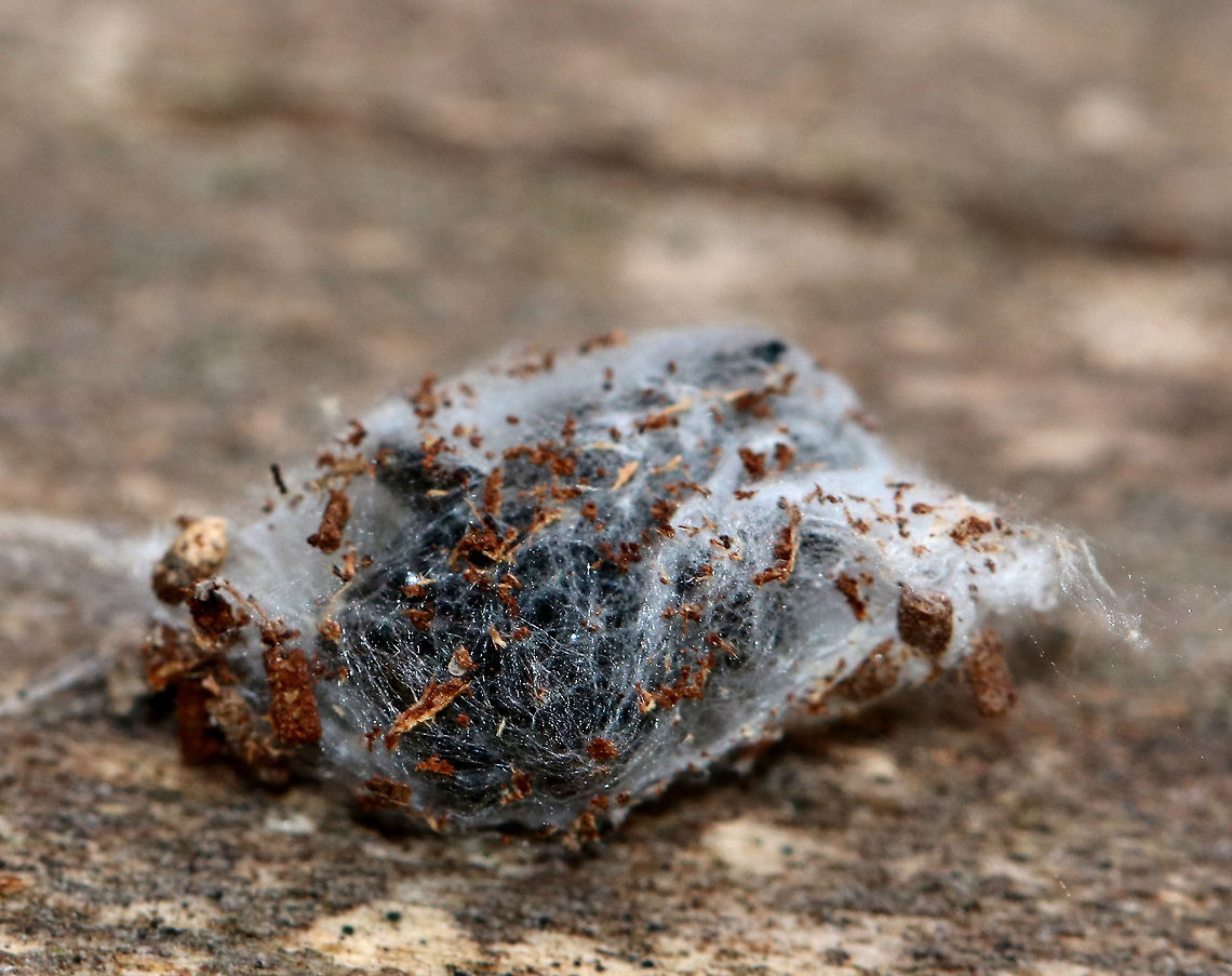 Dimorphic Jumper (Maevia inclemens) Overwintering in Sac - Starting to Emerge I found a bunch of little silk sacs dangling from rotting wood. I didn&#039;t know what they were, and I&#039;m sorry to say that I poked (gently) one. Well, it started to wiggle and then a spider popped out of the sac. Then, another spider popped out of a different sac. I felt really bad disturbing their winter respite, but I didn&#039;t expect the silk sac inhabitants to wake up and emerge. Hopefully they do okay.<br />
<br />
Dimorphic Jumpers have two male forms: the first has a black body, pale yellow legs, and three small tufts of black hair on the cephalothorax; the second form has a grayish body with red, white, and black markings. The females resemble the second form with faint V-shaped markings and a paler abdomen. <br />
<br />
Habitat: Deciduous forest.<br />
<figure class="photo"><a href="https://www.jungledragon.com/image/72722/female_dimorphic_jumper_maevia_inclemens_overwintering_in_sac_-_emerging.html" title="Female Dimorphic Jumper (Maevia inclemens) Overwintering in Sac - Emerging"><img src="https://s3.amazonaws.com/media.jungledragon.com/images/3232/72722_thumb.jpg?AWSAccessKeyId=05GMT0V3GWVNE7GGM1R2&Expires=1759968010&Signature=fnJQat30zcT4RHCrstihGW9%2F8eg%3D" width="200" height="162" alt="Female Dimorphic Jumper (Maevia inclemens) Overwintering in Sac - Emerging I found a bunch of little silk sacs dangling from rotting wood. I didn&#039;t know what they were, and I&#039;m sorry to say that I poked (gently) one. Well, it started to wiggle and then a spider popped out of the sac. Then, another spider popped out of a different sac. I felt really bad disturbing their winter respite, but I didn&#039;t expect the silk sac inhabitants to wake up and emerge. Hopefully they do okay.<br />
<br />
Dimorphic Jumpers have two male forms: the first has a black body, pale yellow legs, and three small tufts of black hair on the cephalothorax; the second form has a grayish body with red, white, and black markings. The females resemble the second form with faint V-shaped markings and a paler abdomen.  This one is a female.<br />
<br />
Habitat: Deciduous forest.<br />
https://www.jungledragon.com/image/72720/spiders_overwintering_in_sacs.html<br />
https://www.jungledragon.com/image/72723/spider_from_overwintering_sac.html<br />
https://www.jungledragon.com/image/72721/spiders_overwintering_in_sacs.html Geotagged,Maevia inclemens,United States,Winter" /></a></figure><br />
<figure class="photo"><a href="https://www.jungledragon.com/image/72720/dimorphic_jumpers_maevia_inclemens_overwintering_in_sacs.html" title="Dimorphic Jumpers (Maevia inclemens) Overwintering in Sacs"><img src="https://s3.amazonaws.com/media.jungledragon.com/images/3232/72720_thumb.jpg?AWSAccessKeyId=05GMT0V3GWVNE7GGM1R2&Expires=1759968010&Signature=Tel1zF%2BDYrumuL58cUvk6Y9QDVQ%3D" width="200" height="162" alt="Dimorphic Jumpers (Maevia inclemens) Overwintering in Sacs I found a bunch of little silk sacs dangling from rotting wood. I didn&#039;t know what they were, and I&#039;m sorry to say that I poked (gently) one. Well, it started to wiggle and then a spider popped out of the sac. Then, another spider popped out of a different sac. I felt really bad disturbing their winter respite, but I didn&#039;t expect the silk sac inhabitants to wake up and emerge. Hopefully they do okay.<br />
<br />
Dimorphic Jumpers have two male forms: the first has a black body, pale yellow legs, and three small tufts of black hair on the cephalothorax; the second form has a grayish body with red, white, and black markings. The females resemble the second form with faint V-shaped markings and a paler abdomen. <br />
<br />
Habitat: Deciduous forest.<br />
https://www.jungledragon.com/image/72723/spider_from_overwintering_sac.html<br />
https://www.jungledragon.com/image/72722/spider_overwintering_in_sac_-_emerging.html<br />
https://www.jungledragon.com/image/72721/spiders_overwintering_in_sacs.html Geotagged,Maevia inclemens,United States,Winter,dimorphic jumpers,jumping spiders,overwintering spider,sac,silk sac,silk spider sac,spider" /></a></figure><br />
<figure class="photo"><a href="https://www.jungledragon.com/image/72723/dimorphic_jumper_maevia_inclemens_male_from_overwintering_sac.html" title="Dimorphic Jumper (Maevia inclemens) Male from Overwintering Sac"><img src="https://s3.amazonaws.com/media.jungledragon.com/images/3232/72723_thumb.jpg?AWSAccessKeyId=05GMT0V3GWVNE7GGM1R2&Expires=1759968010&Signature=RypVOaIvRHah8RVrb18bvg1CL5Y%3D" width="200" height="160" alt="Dimorphic Jumper (Maevia inclemens) Male from Overwintering Sac I found a bunch of little silk sacs dangling from rotting wood. I didn&#039;t know what they were, and I&#039;m sorry to say that I poked (gently) one. Well, it started to wiggle and then a spider popped out of the sac. Then, another spider popped out of a different sac. I felt really bad disturbing their winter respite, but I didn&#039;t expect the silk sac inhabitants to wake up and emerge. Hopefully they do okay.<br />
<br />
Dimorphic Jumpers have two male forms: the first has a black body, pale yellow legs, and three small tufts of black hair on the cephalothorax; the second form has a grayish body with red, white, and black markings. The females resemble the second form with faint V-shaped markings and a paler abdomen. <br />
<br />
<br />
Habitat: Deciduous forest.<br />
https://www.jungledragon.com/image/72720/spiders_overwintering_in_sacs.html<br />
https://www.jungledragon.com/image/72722/spider_overwintering_in_sac_-_emerging.html<br />
https://www.jungledragon.com/image/72721/spiders_overwintering_in_sacs.html Geotagged,Maevia inclemens,United States,Winter,spider" /></a></figure> Geotagged,Maevia inclemens,United States,Winter,overwintering spider,sac,silk sac,spider