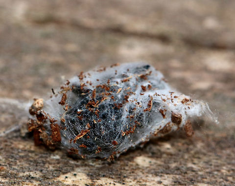 Dimorphic Jumper (Maevia inclemens) Overwintering in Sac - Starting to Emerge I found a bunch of little silk sacs dangling from rotting wood. I didn't know what they were, and I'm sorry to say that I poked (gently) one. Well, it started to wiggle and then a spider popped out of the sac. Then, another spider popped out of a different sac. I felt really bad disturbing their winter respite, but I didn't expect the silk sac inhabitants to wake up and emerge. Hopefully they do okay.
Dimorphic Jumpers have two male forms: the first has a black body, pale yellow legs, and three small tufts of black hair on the cephalothorax; the second form has a grayish body with red, white, and black markings. The females resemble the second form with faint V-shaped markings and a paler abdomen. 
Habitat: Deciduous forest.
https://www.jungledragon.com/image/72722/spider_overwintering_in_sac_-_emerging.html
https://www.jungledragon.com/image/72720/spiders_overwintering_in_sacs.html
https://www.jungledragon.com/image/72723/spider_from_overwintering_sac.html Geotagged,Maevia inclemens,United States,Winter,overwintering spider,sac,silk sac,spider