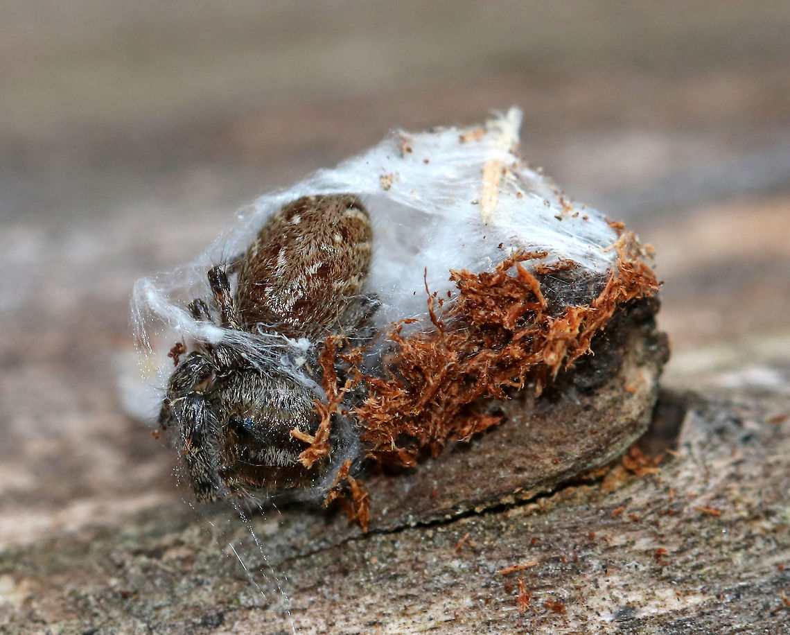 Female Dimorphic Jumper (Maevia inclemens) Overwintering in Sac - Emerging I found a bunch of little silk sacs dangling from rotting wood. I didn't know what they were, and I'm sorry to say that I poked (gently) one. Well, it started to wiggle and then a spider popped out of the sac. Then, another spider popped out of a different sac. I felt really bad disturbing their winter respite, but I didn't expect the silk sac inhabitants to wake up and emerge. Hopefully they do okay.<br />
<br />
Dimorphic Jumpers have two male forms: the first has a black body, pale yellow legs, and three small tufts of black hair on the cephalothorax; the second form has a grayish body with red, white, and black markings. The females resemble the second form with faint V-shaped markings and a paler abdomen. This one is a female.<br />
<br />
Habitat: Deciduous forest.<br />
<figure class="photo"><a href="https://www.jungledragon.com/image/72720/dimorphic_jumpers_maevia_inclemens_overwintering_in_sacs.html" title="Dimorphic Jumpers (Maevia inclemens) Overwintering in Sacs"><img src="https://s3.amazonaws.com/media.jungledragon.com/images/3232/72720_thumb.jpg?AWSAccessKeyId=05GMT0V3GWVNE7GGM1R2&Expires=1759968010&Signature=Tel1zF%2BDYrumuL58cUvk6Y9QDVQ%3D" width="200" height="162" alt="Dimorphic Jumpers (Maevia inclemens) Overwintering in Sacs I found a bunch of little silk sacs dangling from rotting wood. I didn't know what they were, and I'm sorry to say that I poked (gently) one. Well, it started to wiggle and then a spider popped out of the sac. Then, another spider popped out of a different sac. I felt really bad disturbing their winter respite, but I didn't expect the silk sac inhabitants to wake up and emerge. Hopefully they do okay.<br />
<br />
Dimorphic Jumpers have two male forms: the first has a black body, pale yellow legs, and three small tufts of black hair on the cephalothorax; the second form has a grayish body with red, white, and black markings. The females resemble the second form with faint V-shaped markings and a paler abdomen. <br />
<br />
Habitat: Deciduous forest.<br />
https://www.jungledragon.com/image/72723/spider_from_overwintering_sac.html<br />
https://www.jungledragon.com/image/72722/spider_overwintering_in_sac_-_emerging.html<br />
https://www.jungledragon.com/image/72721/spiders_overwintering_in_sacs.html Geotagged,Maevia inclemens,United States,Winter,dimorphic jumpers,jumping spiders,overwintering spider,sac,silk sac,silk spider sac,spider" /></a></figure><br />
<figure class="photo"><a href="https://www.jungledragon.com/image/72723/dimorphic_jumper_maevia_inclemens_male_from_overwintering_sac.html" title="Dimorphic Jumper (Maevia inclemens) Male from Overwintering Sac"><img src="https://s3.amazonaws.com/media.jungledragon.com/images/3232/72723_thumb.jpg?AWSAccessKeyId=05GMT0V3GWVNE7GGM1R2&Expires=1759968010&Signature=RypVOaIvRHah8RVrb18bvg1CL5Y%3D" width="200" height="160" alt="Dimorphic Jumper (Maevia inclemens) Male from Overwintering Sac I found a bunch of little silk sacs dangling from rotting wood. I didn't know what they were, and I'm sorry to say that I poked (gently) one. Well, it started to wiggle and then a spider popped out of the sac. Then, another spider popped out of a different sac. I felt really bad disturbing their winter respite, but I didn't expect the silk sac inhabitants to wake up and emerge. Hopefully they do okay.<br />
<br />
Dimorphic Jumpers have two male forms: the first has a black body, pale yellow legs, and three small tufts of black hair on the cephalothorax; the second form has a grayish body with red, white, and black markings. The females resemble the second form with faint V-shaped markings and a paler abdomen. <br />
<br />
<br />
Habitat: Deciduous forest.<br />
https://www.jungledragon.com/image/72720/spiders_overwintering_in_sacs.html<br />
https://www.jungledragon.com/image/72722/spider_overwintering_in_sac_-_emerging.html<br />
https://www.jungledragon.com/image/72721/spiders_overwintering_in_sacs.html Geotagged,Maevia inclemens,United States,Winter,spider" /></a></figure><br />
<figure class="photo"><a href="https://www.jungledragon.com/image/72721/dimorphic_jumper_maevia_inclemens_overwintering_in_sac_-_starting_to_emerge.html" title="Dimorphic Jumper (Maevia inclemens) Overwintering in Sac - Starting to Emerge"><img src="https://s3.amazonaws.com/media.jungledragon.com/images/3232/72721_thumb.jpg?AWSAccessKeyId=05GMT0V3GWVNE7GGM1R2&Expires=1759968010&Signature=7irs8JaENXZhFspl2Ss4FL%2BIaaA%3D" width="200" height="160" alt="Dimorphic Jumper (Maevia inclemens) Overwintering in Sac - Starting to Emerge I found a bunch of little silk sacs dangling from rotting wood. I didn't know what they were, and I'm sorry to say that I poked (gently) one. Well, it started to wiggle and then a spider popped out of the sac. Then, another spider popped out of a different sac. I felt really bad disturbing their winter respite, but I didn't expect the silk sac inhabitants to wake up and emerge. Hopefully they do okay.<br />
<br />
Dimorphic Jumpers have two male forms: the first has a black body, pale yellow legs, and three small tufts of black hair on the cephalothorax; the second form has a grayish body with red, white, and black markings. The females resemble the second form with faint V-shaped markings and a paler abdomen. <br />
<br />
Habitat: Deciduous forest.<br />
https://www.jungledragon.com/image/72722/spider_overwintering_in_sac_-_emerging.html<br />
https://www.jungledragon.com/image/72720/spiders_overwintering_in_sacs.html<br />
https://www.jungledragon.com/image/72723/spider_from_overwintering_sac.html Geotagged,Maevia inclemens,United States,Winter,overwintering spider,sac,silk sac,spider" /></a></figure> Geotagged,Maevia inclemens,United States,Winter