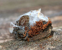 Female Dimorphic Jumper (Maevia inclemens) Overwintering in Sac - Emerging I found a bunch of little silk sacs dangling from rotting wood. I didn't know what they were, and I'm sorry to say that I poked (gently) one. Well, it started to wiggle and then a spider popped out of the sac. Then, another spider popped out of a different sac. I felt really bad disturbing their winter respite, but I didn't expect the silk sac inhabitants to wake up and emerge. Hopefully they do okay.<br />
<br />
Dimorphic Jumpers have two male forms: the first has a black body, pale yellow legs, and three small tufts of black hair on the cephalothorax; the second form has a grayish body with red, white, and black markings. The females resemble the second form with faint V-shaped markings and a paler abdomen.  This one is a female.<br />
<br />
Habitat: Deciduous forest.<br />
https://www.jungledragon.com/image/72720/spiders_overwintering_in_sacs.html<br />
https://www.jungledragon.com/image/72723/spider_from_overwintering_sac.html<br />
https://www.jungledragon.com/image/72721/spiders_overwintering_in_sacs.html Geotagged,Maevia inclemens,United States,Winter