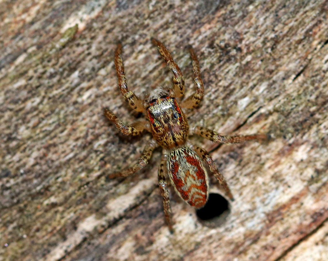 Dimorphic Jumper (Maevia inclemens) Male from Overwintering Sac I found a bunch of little silk sacs dangling from rotting wood. I didn&#039;t know what they were, and I&#039;m sorry to say that I poked (gently) one. Well, it started to wiggle and then a spider popped out of the sac. Then, another spider popped out of a different sac. I felt really bad disturbing their winter respite, but I didn&#039;t expect the silk sac inhabitants to wake up and emerge. Hopefully they do okay.<br />
<br />
Dimorphic Jumpers have two male forms: the first has a black body, pale yellow legs, and three small tufts of black hair on the cephalothorax; the second form has a grayish body with red, white, and black markings. The females resemble the second form with faint V-shaped markings and a paler abdomen. <br />
<br />
<br />
Habitat: Deciduous forest.<br />
<figure class="photo"><a href="https://www.jungledragon.com/image/72720/dimorphic_jumpers_maevia_inclemens_overwintering_in_sacs.html" title="Dimorphic Jumpers (Maevia inclemens) Overwintering in Sacs"><img src="https://s3.amazonaws.com/media.jungledragon.com/images/3232/72720_thumb.jpg?AWSAccessKeyId=05GMT0V3GWVNE7GGM1R2&Expires=1767225610&Signature=ngVcNy2f458DMjxvAVnU960dyZY%3D" width="200" height="162" alt="Dimorphic Jumpers (Maevia inclemens) Overwintering in Sacs I found a bunch of little silk sacs dangling from rotting wood. I didn&#039;t know what they were, and I&#039;m sorry to say that I poked (gently) one. Well, it started to wiggle and then a spider popped out of the sac. Then, another spider popped out of a different sac. I felt really bad disturbing their winter respite, but I didn&#039;t expect the silk sac inhabitants to wake up and emerge. Hopefully they do okay.<br />
<br />
Dimorphic Jumpers have two male forms: the first has a black body, pale yellow legs, and three small tufts of black hair on the cephalothorax; the second form has a grayish body with red, white, and black markings. The females resemble the second form with faint V-shaped markings and a paler abdomen. <br />
<br />
Habitat: Deciduous forest.<br />
https://www.jungledragon.com/image/72723/spider_from_overwintering_sac.html<br />
https://www.jungledragon.com/image/72722/spider_overwintering_in_sac_-_emerging.html<br />
https://www.jungledragon.com/image/72721/spiders_overwintering_in_sacs.html Geotagged,Maevia inclemens,United States,Winter,dimorphic jumpers,jumping spiders,overwintering spider,sac,silk sac,silk spider sac,spider" /></a></figure><br />
<figure class="photo"><a href="https://www.jungledragon.com/image/72722/female_dimorphic_jumper_maevia_inclemens_overwintering_in_sac_-_emerging.html" title="Female Dimorphic Jumper (Maevia inclemens) Overwintering in Sac - Emerging"><img src="https://s3.amazonaws.com/media.jungledragon.com/images/3232/72722_thumb.jpg?AWSAccessKeyId=05GMT0V3GWVNE7GGM1R2&Expires=1767225610&Signature=Vdu4O9eAU%2BvZcHwSCGqwcnWVN%2BQ%3D" width="200" height="162" alt="Female Dimorphic Jumper (Maevia inclemens) Overwintering in Sac - Emerging I found a bunch of little silk sacs dangling from rotting wood. I didn&#039;t know what they were, and I&#039;m sorry to say that I poked (gently) one. Well, it started to wiggle and then a spider popped out of the sac. Then, another spider popped out of a different sac. I felt really bad disturbing their winter respite, but I didn&#039;t expect the silk sac inhabitants to wake up and emerge. Hopefully they do okay.<br />
<br />
Dimorphic Jumpers have two male forms: the first has a black body, pale yellow legs, and three small tufts of black hair on the cephalothorax; the second form has a grayish body with red, white, and black markings. The females resemble the second form with faint V-shaped markings and a paler abdomen.  This one is a female.<br />
<br />
Habitat: Deciduous forest.<br />
https://www.jungledragon.com/image/72720/spiders_overwintering_in_sacs.html<br />
https://www.jungledragon.com/image/72723/spider_from_overwintering_sac.html<br />
https://www.jungledragon.com/image/72721/spiders_overwintering_in_sacs.html Geotagged,Maevia inclemens,United States,Winter" /></a></figure><br />
<figure class="photo"><a href="https://www.jungledragon.com/image/72721/dimorphic_jumper_maevia_inclemens_overwintering_in_sac_-_starting_to_emerge.html" title="Dimorphic Jumper (Maevia inclemens) Overwintering in Sac - Starting to Emerge"><img src="https://s3.amazonaws.com/media.jungledragon.com/images/3232/72721_thumb.jpg?AWSAccessKeyId=05GMT0V3GWVNE7GGM1R2&Expires=1767225610&Signature=uHTM0ZC4MT64Qx9Q7c0bBXgNCg4%3D" width="200" height="160" alt="Dimorphic Jumper (Maevia inclemens) Overwintering in Sac - Starting to Emerge I found a bunch of little silk sacs dangling from rotting wood. I didn&#039;t know what they were, and I&#039;m sorry to say that I poked (gently) one. Well, it started to wiggle and then a spider popped out of the sac. Then, another spider popped out of a different sac. I felt really bad disturbing their winter respite, but I didn&#039;t expect the silk sac inhabitants to wake up and emerge. Hopefully they do okay.<br />
<br />
Dimorphic Jumpers have two male forms: the first has a black body, pale yellow legs, and three small tufts of black hair on the cephalothorax; the second form has a grayish body with red, white, and black markings. The females resemble the second form with faint V-shaped markings and a paler abdomen. <br />
<br />
Habitat: Deciduous forest.<br />
https://www.jungledragon.com/image/72722/spider_overwintering_in_sac_-_emerging.html<br />
https://www.jungledragon.com/image/72720/spiders_overwintering_in_sacs.html<br />
https://www.jungledragon.com/image/72723/spider_from_overwintering_sac.html Geotagged,Maevia inclemens,United States,Winter,overwintering spider,sac,silk sac,spider" /></a></figure> Geotagged,Maevia inclemens,United States,Winter,spider