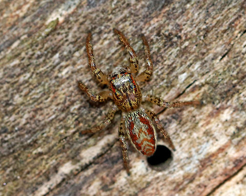 Dimorphic Jumper (Maevia inclemens) Male from Overwintering Sac I found a bunch of little silk sacs dangling from rotting wood. I didn't know what they were, and I'm sorry to say that I poked (gently) one. Well, it started to wiggle and then a spider popped out of the sac. Then, another spider popped out of a different sac. I felt really bad disturbing their winter respite, but I didn't expect the silk sac inhabitants to wake up and emerge. Hopefully they do okay.

Dimorphic Jumpers have two male forms: the first has a black body, pale yellow legs, and three small tufts of black hair on the cephalothorax; the second form has a grayish body with red, white, and black markings. The females resemble the second form with faint V-shaped markings and a paler abdomen. 


Habitat: Deciduous forest.
https://www.jungledragon.com/image/72720/spiders_overwintering_in_sacs.html
https://www.jungledragon.com/image/72722/spider_overwintering_in_sac_-_emerging.html
https://www.jungledragon.com/image/72721/spiders_overwintering_in_sacs.html Geotagged,Maevia inclemens,United States,Winter,spider