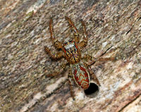 Dimorphic Jumper (Maevia inclemens) Male from Overwintering Sac I found a bunch of little silk sacs dangling from rotting wood. I didn't know what they were, and I'm sorry to say that I poked (gently) one. Well, it started to wiggle and then a spider popped out of the sac. Then, another spider popped out of a different sac. I felt really bad disturbing their winter respite, but I didn't expect the silk sac inhabitants to wake up and emerge. Hopefully they do okay.<br />
<br />
Dimorphic Jumpers have two male forms: the first has a black body, pale yellow legs, and three small tufts of black hair on the cephalothorax; the second form has a grayish body with red, white, and black markings. The females resemble the second form with faint V-shaped markings and a paler abdomen. <br />
<br />
<br />
Habitat: Deciduous forest.<br />
https://www.jungledragon.com/image/72720/spiders_overwintering_in_sacs.html<br />
https://www.jungledragon.com/image/72722/spider_overwintering_in_sac_-_emerging.html<br />
https://www.jungledragon.com/image/72721/spiders_overwintering_in_sacs.html Geotagged,Maevia inclemens,United States,Winter,spider