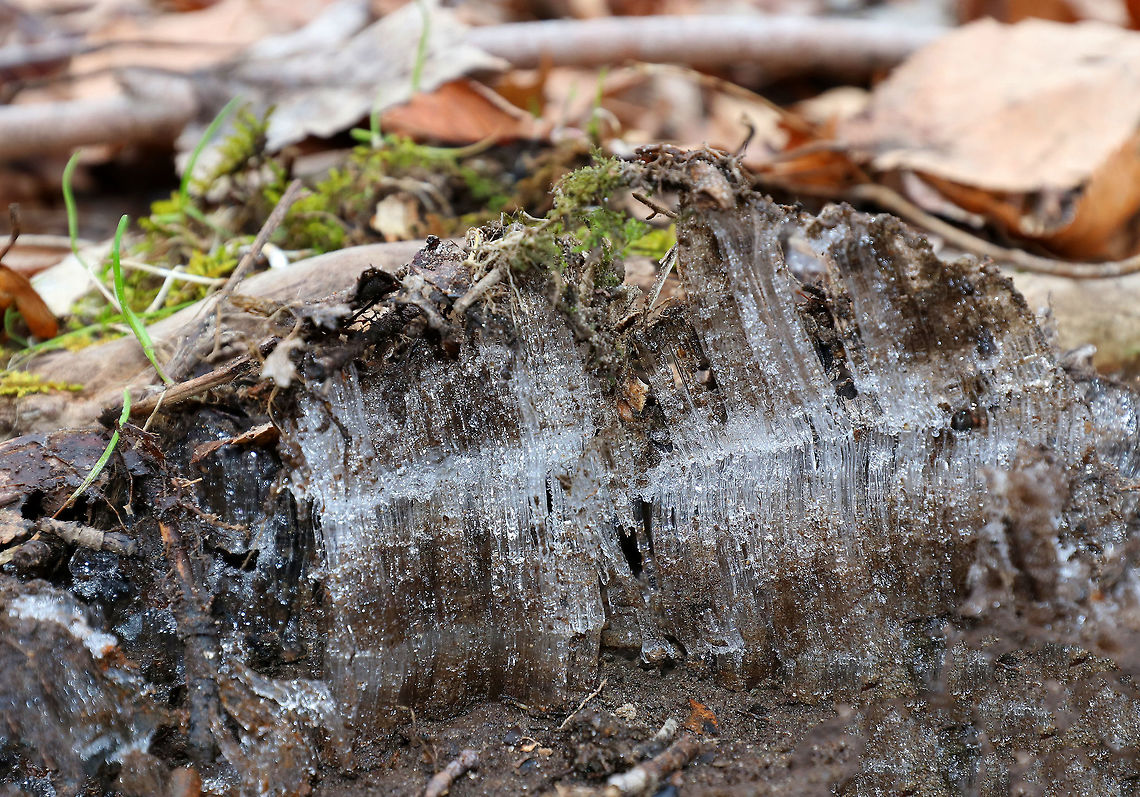 Needle Ice Needle ice occurs when the temperature of the soil is above 0 &deg;C (32 &deg;F), but the surface temperature of the air is below 0 &deg;C (32 &deg;F). The underground liquid water is brought to the surface via capillary action, where it freezes and contributes to a growing needle-like ice column.<br />
<br />
Habitat: Deciduous forest. These were everywhere and many were quite large. They make walking tricky as they are hiding under leaves and collapse when you step on them. Geotagged,United States,Winter,frost heave,hoar frost,ice,needle ice