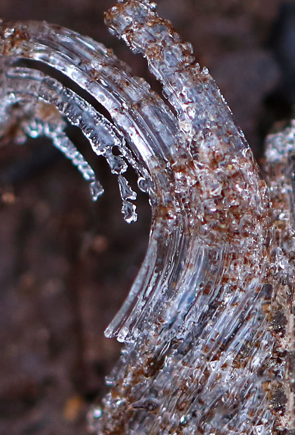 Needle Ice Needle ice occurs when the temperature of the soil is above 0 &deg;C (32 &deg;F), but the surface temperature of the air is below 0 &deg;C (32 &deg;F). The underground liquid water is brought to the surface via capillary action, where it freezes and contributes to a growing needle-like ice column.<br />
<br />
Habitat: Deciduous forest. These were everywhere and many were quite large. They make walking tricky as they are hiding under leaves and collapse when you step on them. Geotagged,United States,Winter,frost heave,hoar frost,ice,needle ice