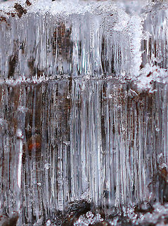 Needle Ice Needle ice occurs when the temperature of the soil is above 0 &deg;C (32 &deg;F), but the surface temperature of the air is below 0 &deg;C (32 &deg;F). The underground liquid water is brought to the surface via capillary action, where it freezes and contributes to a growing needle-like ice column.

Habitat: Deciduous forest. These were everywhere and many were quite large. They make walking tricky as they are hiding under leaves and collapse when you step on them. Geotagged,United States,Winter,frost heave,hoar frost,ice,needle ice
