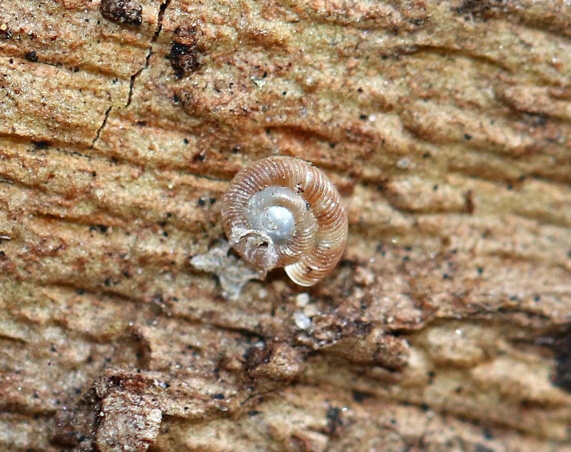 Rotund Disc Snail - Discus rotundatus Tiny land snail with a flat, densely ribbed shell with reddish brown cross bands. It was only a few mm diameter.<br />
<br />
Habitat: Under the bark of a sycamore tree that had fallen across a river in a deciduous forest. Discus rotundatus,Geotagged,United States,Winter,disk snail,land snail,rotund disc snail,snail,terrestrial snail