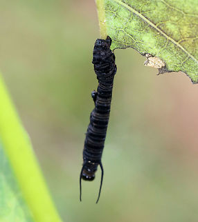 Black Death - Nuclear Polyhedrosis Virus (NPV) on Monarch Caterpillar (Danaus plexippus) This virus enters the nucleus of infected cells and reproduces until the cell begins to produce crystals in the fluids of its host. The host becomes swollen with virus-containing fluid, turns black, and dies.

Habitat: Infected monarch caterpillar (Danaus plexippus) Geotagged,Nuclear Polyhedrosis Virus,Summer,United States,black death,danaus plexippus,monarch,monarch caterpillar,npv,virus