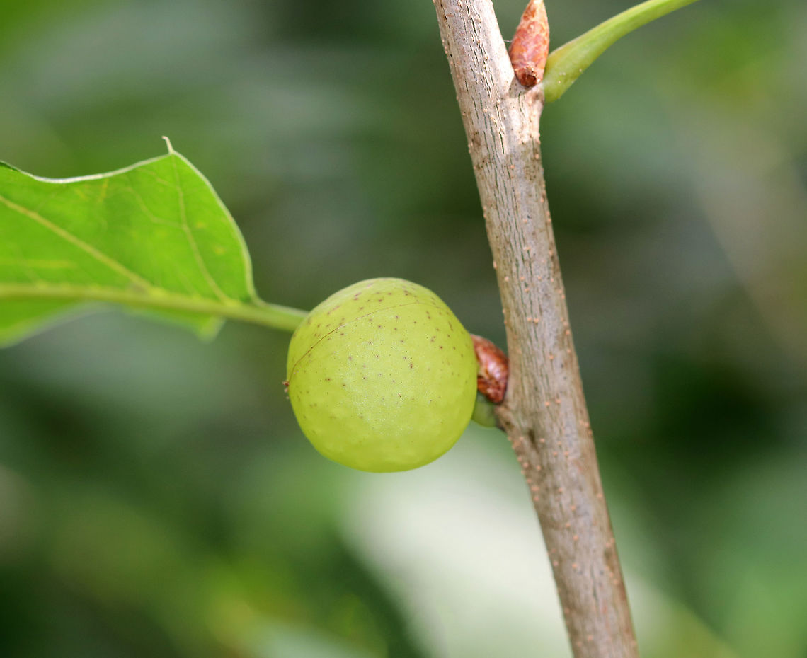 Oak Apple Gall - Amphibolips cookii These green, spherical galls form on the buds of oak (Quercus sp.). This one was 20-25 mm diameter.<br />
<br />
I considered that this gall could be Amphibolips quercusinanis, but the galls in that species of wasp form on leaves during late spring. So, A. cookii seemed more likely as they grow on buds and mature in September.<br />
<br />
Habitat: Oak tree growing along the coast.<br />
<figure class="photo"><a href="https://www.jungledragon.com/image/72788/oak_apple_gall_-_amphibolips_cookii.html" title="Oak Apple Gall - Amphibolips cookii"><img src="https://s3.amazonaws.com/media.jungledragon.com/images/3232/72788_thumb.jpg?AWSAccessKeyId=05GMT0V3GWVNE7GGM1R2&Expires=1769040010&Signature=qP1%2FG4SW2MawOdShWzQkE6ibm%2Bk%3D" width="200" height="156" alt="Oak Apple Gall - Amphibolips cookii These green, spherical galls form on the buds of oak (Quercus sp.). This one was 20-25 mm diameter.<br />
<br />
I considered that this gall could be Amphibolips quercusinanis, but the galls in that species of wasp form on leaves during late spring. So, A. cookii seemed more likely as they grow on buds and mature in September.<br />
<br />
Habitat: Oak tree growing along the coast.<br />
https://www.jungledragon.com/image/72790/oak_apple_gall_-_amphibolips_cookii.html<br />
https://www.jungledragon.com/image/72789/oak_apple_gall_-_amphibolips_cookii.html Amphibolips,Amphibolips cookii,Geotagged,Summer,United States,gall,oak apple gall,wasp gall" /></a></figure><br />
<figure class="photo"><a href="https://www.jungledragon.com/image/72790/oak_apple_gall_-_amphibolips_cookii.html" title="Oak Apple Gall - Amphibolips cookii"><img src="https://s3.amazonaws.com/media.jungledragon.com/images/3232/72790_thumb.jpg?AWSAccessKeyId=05GMT0V3GWVNE7GGM1R2&Expires=1769040010&Signature=HI3BCubF83hRMxW%2BWwwCDrGa2Fk%3D" width="200" height="154" alt="Oak Apple Gall - Amphibolips cookii These green, spherical galls form on the buds of oak (Quercus sp.). This one was 20-25 mm diameter.<br />
<br />
I considered that this gall could be Amphibolips quercusinanis, but the galls in that species of wasp form on leaves during late spring. So, A. cookii seemed more likely as they grow on buds and mature in September.<br />
<br />
Habitat: Oak tree growing along the coast.<br />
https://www.jungledragon.com/image/72788/oak_apple_gall_-_amphibolips_cookii.html<br />
https://www.jungledragon.com/image/72789/oak_apple_gall_-_amphibolips_cookii.html Amphibolips cookii,Geotagged,Summer,United States,cynipidae,gall,green gall,oak apple gall,oak gall,red oak gall,wasp gall" /></a></figure> Amphibolips cookii,Geotagged,Summer,United States,cynipidae,gall,green gall,oak apple gall,oak gall,red oak gall,wasp gall
