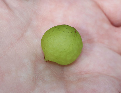 Oak Apple Gall - Amphibolips cookii These green, spherical galls form on the buds of oak (Quercus sp.). This one was 20-25 mm diameter.

I considered that this gall could be Amphibolips quercusinanis, but the galls in that species of wasp form on leaves during late spring. So, A. cookii seemed more likely as they grow on buds and mature in September.

Habitat: Oak tree growing along the coast.
https://www.jungledragon.com/image/72788/oak_apple_gall_-_amphibolips_cookii.html
https://www.jungledragon.com/image/72789/oak_apple_gall_-_amphibolips_cookii.html Amphibolips cookii,Geotagged,Summer,United States,cynipidae,gall,green gall,oak apple gall,oak gall,red oak gall,wasp gall