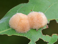 Woolly Oak Gall - Callirhytis lanata Fuzzy, tan, detachable galls on the leaves of red oak (Quercus rubra).  The galls drop off the leaves in October, and the adults emerge in the second, third, or fourth spring.<br />
<br />
Habitat: Red oak growing along the coast<br />
https://www.jungledragon.com/image/72793/callirhytis_lanata3.html<br />
https://www.jungledragon.com/image/72792/woolly_oak_gall_-_callirhytis_lanata.html Callirhytis,Callirhytis lanata,Cynipid gall,Cynipidae,Geotagged,Summer,United States,Woolly Oak Gall,fuzzy gall,gall,oak gall,wasp gall,woolly oak gall