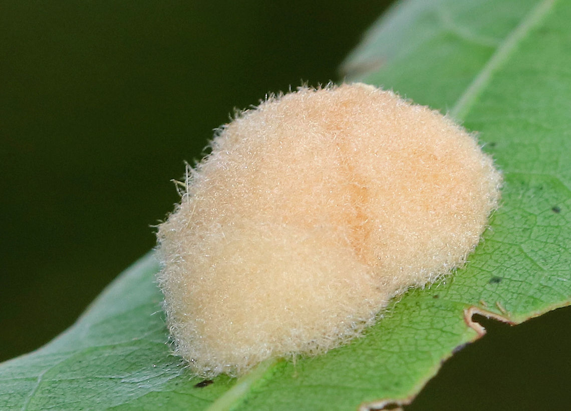 Woolly Oak Gall - Callirhytis lanata Fuzzy, tan, detachable galls on the leaves of red oak (Quercus rubra). The galls drop off the leaves in October, and the adults emerge in the second, third, or fourth spring.<br />
<br />
Habitat: Red oak growing along the coast<br />
<figure class="photo"><a href="https://www.jungledragon.com/image/72793/woolly_oak_gall_-_callirhytis_lanata.html" title="Woolly Oak Gall - Callirhytis lanata"><img src="https://s3.amazonaws.com/media.jungledragon.com/images/3232/72793_thumb.jpg?AWSAccessKeyId=05GMT0V3GWVNE7GGM1R2&Expires=1759968010&Signature=luRM82V1YkFvEnuaUf71xbbDF%2FI%3D" width="200" height="168" alt="Woolly Oak Gall - Callirhytis lanata Fuzzy, tan, detachable galls on the leaves of red oak (Quercus rubra). The galls drop off the leaves in October, and the adults emerge in the second, third, or fourth spring.<br />
<br />
Habitat: Red oak growing along the coast<br />
https://www.jungledragon.com/image/72792/woolly_oak_gall_-_callirhytis_lanata.html<br />
https://www.jungledragon.com/image/72791/woolly_oak_gall_-_callirhytis_lanata.html Callirhytis lanata,Geotagged,Summer,United States,Woolly Oak Gall" /></a></figure><br />
<figure class="photo"><a href="https://www.jungledragon.com/image/72791/woolly_oak_gall_-_callirhytis_lanata.html" title="Woolly Oak Gall - Callirhytis lanata"><img src="https://s3.amazonaws.com/media.jungledragon.com/images/3232/72791_thumb.jpg?AWSAccessKeyId=05GMT0V3GWVNE7GGM1R2&Expires=1759968010&Signature=twxCHRUQTyvmmNestjFYDuarzRo%3D" width="200" height="154" alt="Woolly Oak Gall - Callirhytis lanata Fuzzy, tan, detachable galls on the leaves of red oak (Quercus rubra).  The galls drop off the leaves in October, and the adults emerge in the second, third, or fourth spring.<br />
<br />
Habitat: Red oak growing along the coast<br />
https://www.jungledragon.com/image/72793/callirhytis_lanata3.html<br />
https://www.jungledragon.com/image/72792/woolly_oak_gall_-_callirhytis_lanata.html Callirhytis,Callirhytis lanata,Cynipid gall,Cynipidae,Geotagged,Summer,United States,Woolly Oak Gall,fuzzy gall,gall,oak gall,wasp gall,woolly oak gall" /></a></figure> Callirhytis lanata,Geotagged,Summer,United States,Woolly Oak Gall