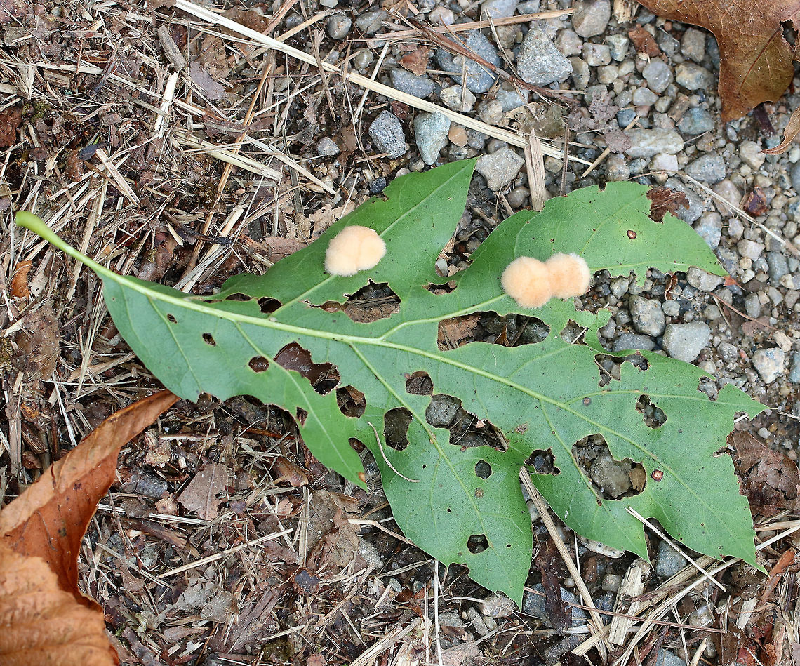 Woolly Oak Gall - Callirhytis lanata Fuzzy, tan, detachable galls on the leaves of red oak (Quercus rubra). The galls drop off the leaves in October, and the adults emerge in the second, third, or fourth spring.<br />
<br />
Habitat: Red oak growing along the coast<br />
<figure class="photo"><a href="https://www.jungledragon.com/image/72792/woolly_oak_gall_-_callirhytis_lanata.html" title="Woolly Oak Gall - Callirhytis lanata"><img src="https://s3.amazonaws.com/media.jungledragon.com/images/3232/72792_thumb.jpg?AWSAccessKeyId=05GMT0V3GWVNE7GGM1R2&Expires=1770854410&Signature=%2FmNKwdsQbh5AhKQ4dw%2BkT%2FC2wz4%3D" width="200" height="146" alt="Woolly Oak Gall - Callirhytis lanata Fuzzy, tan, detachable galls on the leaves of red oak (Quercus rubra). The galls drop off the leaves in October, and the adults emerge in the second, third, or fourth spring.<br />
<br />
Habitat: Red oak growing along the coast<br />
https://www.jungledragon.com/image/72793/callirhytis_lanata3.html<br />
https://www.jungledragon.com/image/72791/woolly_oak_gall_-_callirhytis_lanata.html Callirhytis lanata,Geotagged,Summer,United States,Woolly Oak Gall" /></a></figure><br />
<figure class="photo"><a href="https://www.jungledragon.com/image/72791/woolly_oak_gall_-_callirhytis_lanata.html" title="Woolly Oak Gall - Callirhytis lanata"><img src="https://s3.amazonaws.com/media.jungledragon.com/images/3232/72791_thumb.jpg?AWSAccessKeyId=05GMT0V3GWVNE7GGM1R2&Expires=1770854410&Signature=ZCexvHgZ6d0DVs6KGqfGZ%2BpC89Y%3D" width="200" height="154" alt="Woolly Oak Gall - Callirhytis lanata Fuzzy, tan, detachable galls on the leaves of red oak (Quercus rubra).  The galls drop off the leaves in October, and the adults emerge in the second, third, or fourth spring.<br />
<br />
Habitat: Red oak growing along the coast<br />
https://www.jungledragon.com/image/72793/callirhytis_lanata3.html<br />
https://www.jungledragon.com/image/72792/woolly_oak_gall_-_callirhytis_lanata.html Callirhytis,Callirhytis lanata,Cynipid gall,Cynipidae,Geotagged,Summer,United States,Woolly Oak Gall,fuzzy gall,gall,oak gall,wasp gall,woolly oak gall" /></a></figure> Callirhytis lanata,Geotagged,Summer,United States,Woolly Oak Gall